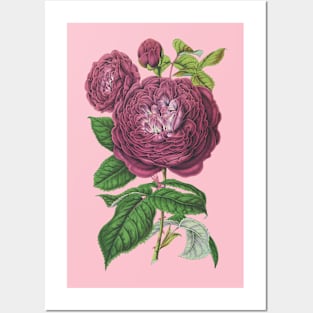 Mauve Pink Rose Flower Vintage Botanical Illustration Posters and Art